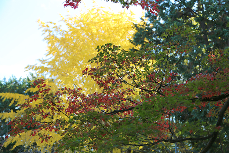 宗忠神社の秋