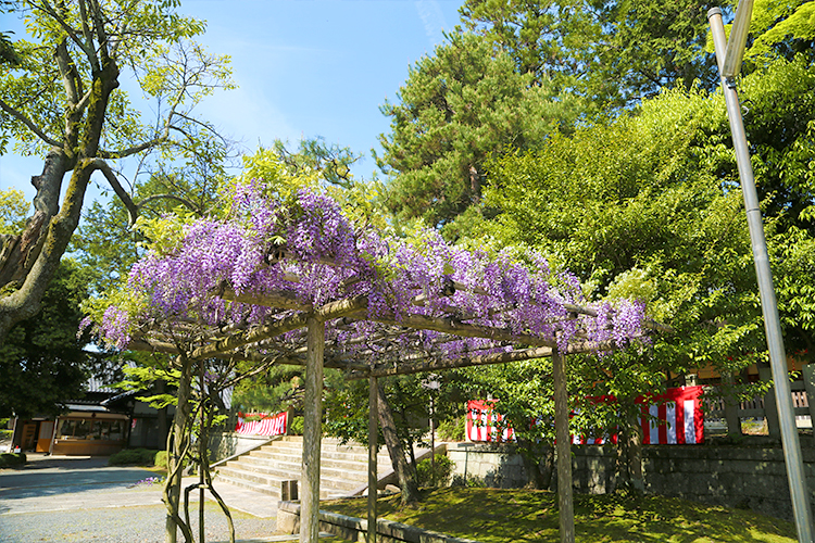 宗忠神社の春